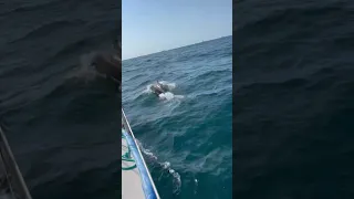 LYC Heald Bank Regatta #shorts #sailing