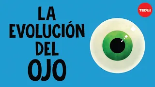 La evolución del ojo humano - Joshua Harvey