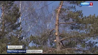 В селе Звонарев Кут в Омской области срубили ветки у многолетних елей