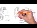Clinical Anatomy - Hand Wrist palmar