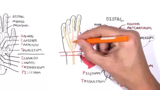 Download Clinical Anatomy - Hand, Wrist (palmar aspect/flexors) MP3