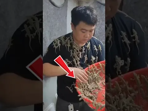Why Do Chinese Farmers Raise MILLIONS of Lizards? 😱🦎 | The Shocking Truth! #Shorts