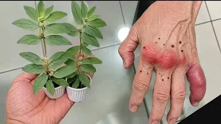 APENAS 1 FOLHA DESSA PLANTA VALE 7 MIL REAIS !!