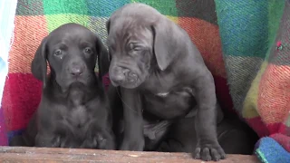 Vizmaraner geb 04 04 2018