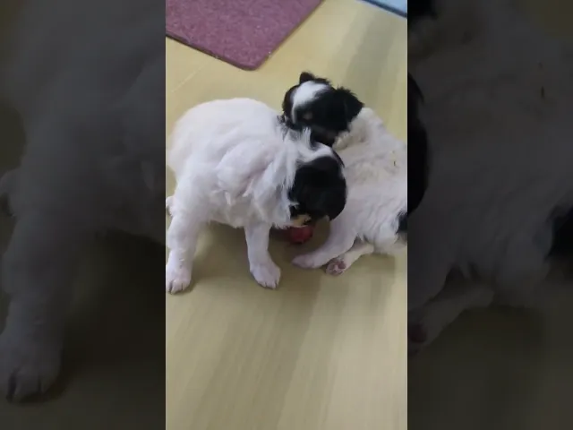 動画