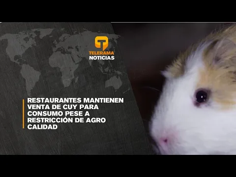 Restaurantes mantienen venta de cuy para consumo pese a restricción de agro calidad