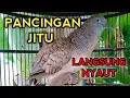 Download Lagu SUARA PERKUTUT BANGKOK GACOR PALING JITU UNTUK PANCINGAN BIKIN PERKUTUT BANGKOK CEPAT BUNYI 
