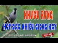 Lagu Khướu bạc má già rừng hót kích bổi nhanh hót 30 phút mỗi ngày - Chim khướu hót