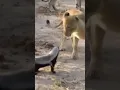 Download Lagu Fearless Honey Badger takes on 6 Lions! #shorts #wildlife