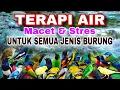 Lagu TERAPI AIR TENANG SOLUSI BURUNG MACET \u0026 STRES, TERAPI AIR UNTUK SEMUA JENIS BURUNG MACET BUNYI