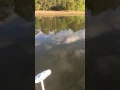 Topwater Action April 11 2017 Part 2 - Haddrell s Point Tackle