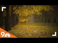 The science behind Colorado s fall colors