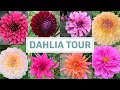 Download Lagu Dahlia Tour August 2022