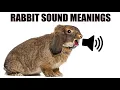 Download Lagu 13 Sounds Rabbits Make and What They Mean