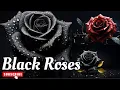 10 Types of Black Roses Black Rose Varieties World-Famous Black Rose Varieties for Your Garden