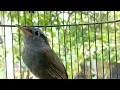 Download Lagu burung kecil raja tembak bagus buat masteran murai batu