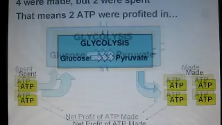 Cell Respiration - Cellular Respiration Song