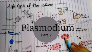 Download life cycle of plasmodium|Malaria parasite |overview of the life cycle of plasmodium MP3