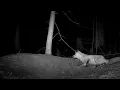 Red Fox Mom Catches a Rabbit at the Den Then Keeps Moving It Between Dens
