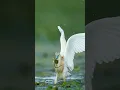 Download Lagu 👀 WOW, Jagende reigers in Roemenie #natuurfotografie #naturephotography #wildlifephotography #vogel