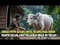 Lagu KISAH VIRAL !! KERBAU PUTIH DATANG PADA BURUH PEMETIK KELAPA, LIHAT KEAJAIBAN BESAR INI TERJADI