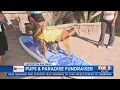 Pups Paradise Fundraiser what to know