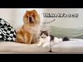 Download Lagu Day in the life of a Chow Chow and Cats