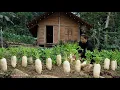 Lagu Pulling up radishes, tending to wild boars – A peaceful day in the garden.