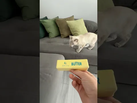 Probé diferentes Juguetes para mi Gato