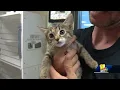 Maryland 2 000 offers free adoption of cats kittens