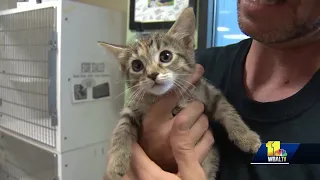 Maryland 2 000 offers free adoption of cats kittens