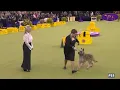 Lagu The Herding Group 🐕 Westminster Kennel Club 2026