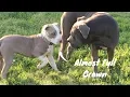 A Pocket PitBull Compared to a Pocket Bully
