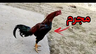 شوفو الكارثة الي سواهة الهراتي   دندنها