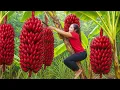 Download Lagu Harvesting Fresh Red Banana Goes to market sell - Farming and Cooking | Lý Tiểu Vân
