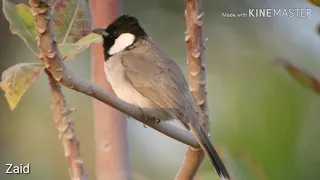 تغريد بلبل عراقي لتحفيز البلابل اكثر من ١٠لغات لسانات قديمه دندنها