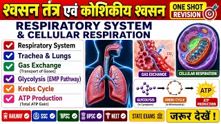 श्वसन तंत्र एवं कोशिकीय श्वसन 🔥 | Respiratory System Complete Revision | | #