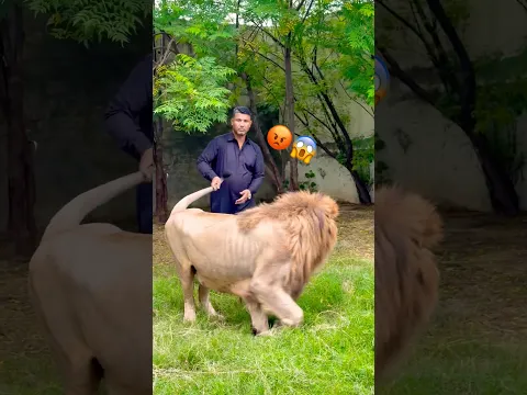Lion 🦁 Brand #wildliferescue #largecats #animals #tigerspotted #lionnation #lion😡 #wildlife 😱