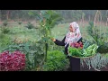 Download Lagu Bermacam sayuran sudah mulai dipanen untuk sarapan pagi di desa, indahnya hidup didesa