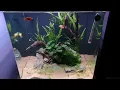 Low cost Aqua Nano 40 Aquascaping for beginners Low Tech planted aquarium No ferts No C02