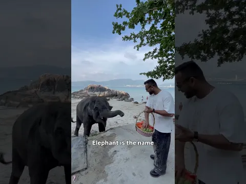 New Elephant Khareed Raha hu 🐘😍 #elephant #thailand #animallover