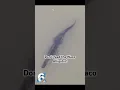 No need to fear just don t feed the Waco Alligator says expert