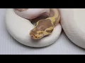 Year old Ball Python that has no eyes