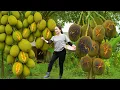 Download Lagu How To Harvest Grade A Jackfruit to sell - Country Style: Outdoor Cooking in Kazan 🌿🔥. Ly Thi Hoa