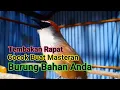 Download Lagu Tembakan KASO - KASO Super Tajam Cocok Buat Masteran Burung Bahan