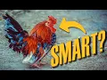 The Intelligence Of Chickens Animals Brains
