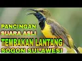 SOGON VISSERIJHUIS SULAWESI