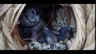 طائر البومة فينش الجميل وهو يطعم صغاره وصوته الجميل الساحر 