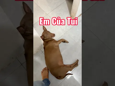 Chị LucKi vệ sĩ P2 #tamchoco