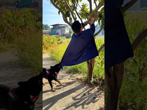 Why did the dog chase the rickshaw puller?